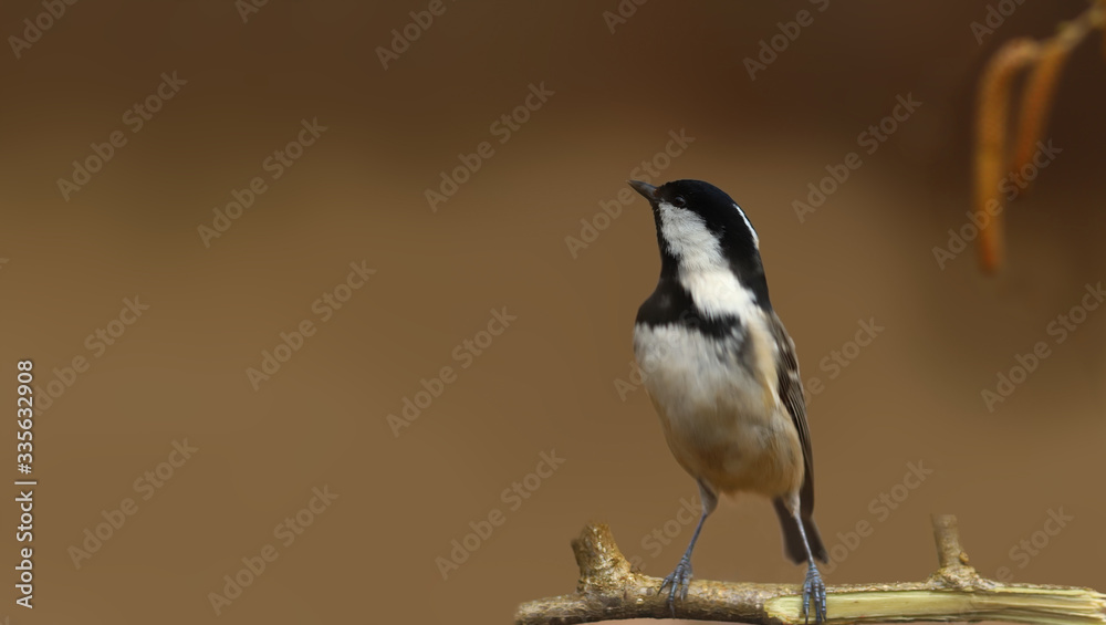 Obraz premium Little coal tit looks up at the sky standing on a branch on a brown blurry background