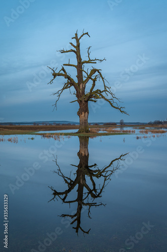 Wielki martwy dąb nad wodą photo