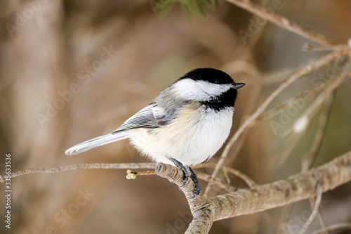 A black-capped-chickadee perched on a branch in Maine