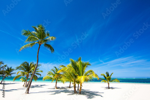 Fototapeta Naklejka Na Ścianę i Meble -  Amazing beach with white sand and coconut trees. Tropical background. Holidays by the ocean, sunny tan in paradise. Punta Cana