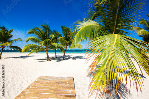 Coconut trees grow on a tropical isolated white sand beach with azure sea. A popular tourist destination. Punta Cana  Dominican Republic