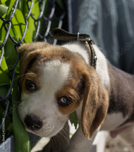 puppy dog beagle dog
