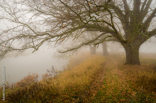 Ścieżka we mgle