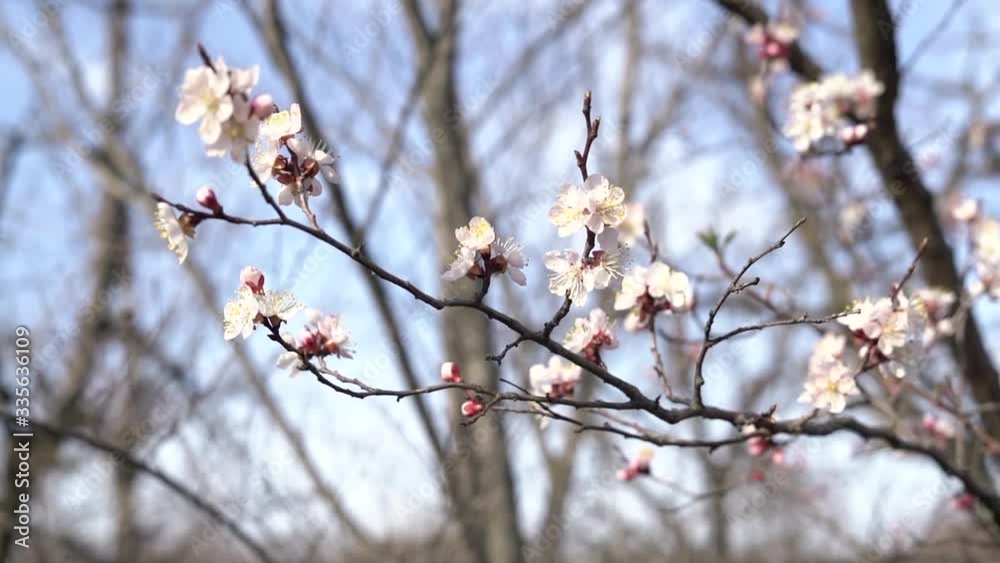many beautiful, delicate, white flowers of a blooming apricot on a branch, in early spring against a blue sky on a Sunny day many beautiful, delicate, white flowers of a blooming apricot on a branch, in early spring against a blue sky on a Sunny day