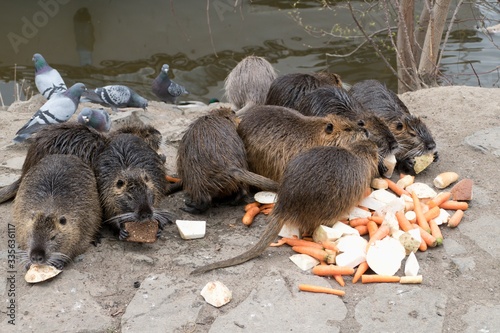 nutria farm on a river