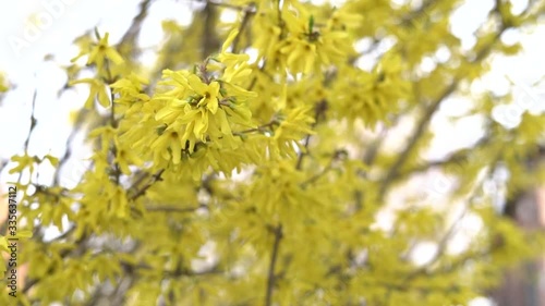 blooming in early spring shrub forsythia with bright yellow small flowers on the branch. spring flowers