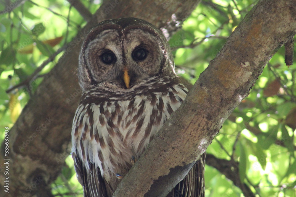 Obraz premium barred owl