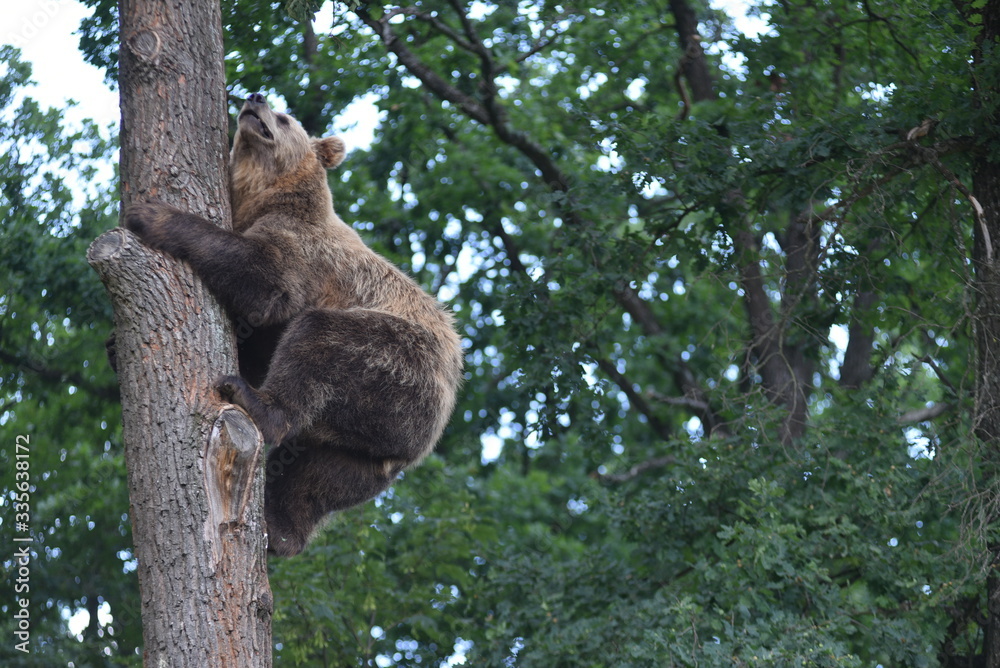 Obraz premium A brown bear is seen in a forest at the Bear Sanctuary Domazhyr near Western-Ukrainian city of Lviv