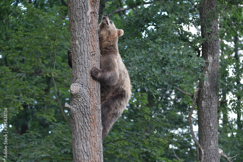 A brown bear is seen in a forest at the Bear Sanctuary Domazhyr near Western-Ukrainian city of Lviv