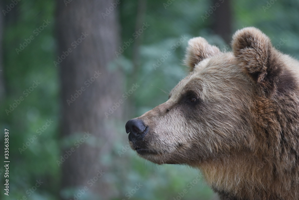 A brown bear is seen in a forest at the Bear Sanctuary Domazhyr near Western-Ukrainian city of Lviv A brown bear is seen in a forest at the Bear Sanctuary Domazhyr near Western-Ukrainian city of Lviv