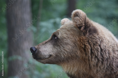 Wallpaper Mural A brown bear is seen in a forest at the Bear Sanctuary Domazhyr near Western-Ukrainian city of Lviv Torontodigital.ca