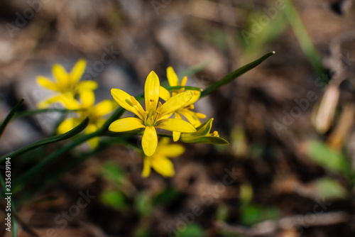 A yellow, juicy flower of goose bow (Gagea Salisb) that looks like a sunflower on the green grass that blooms under the warm spring yellow sun photo