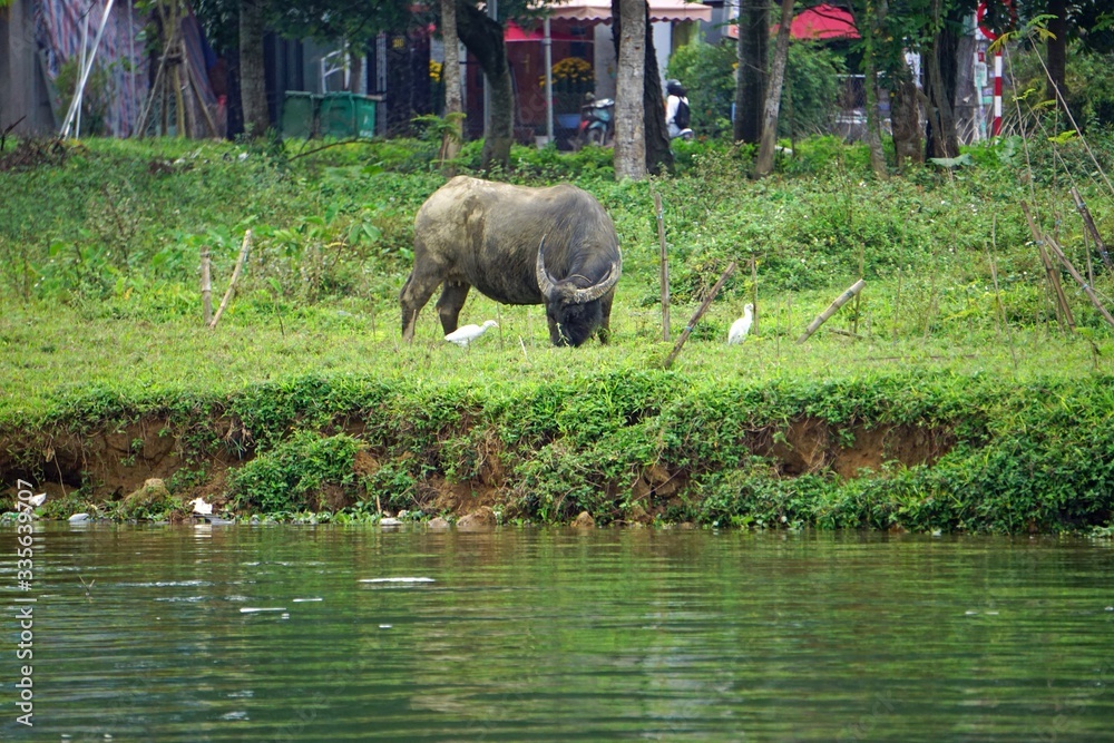 Fototapeta premium water buffalo at the river bank