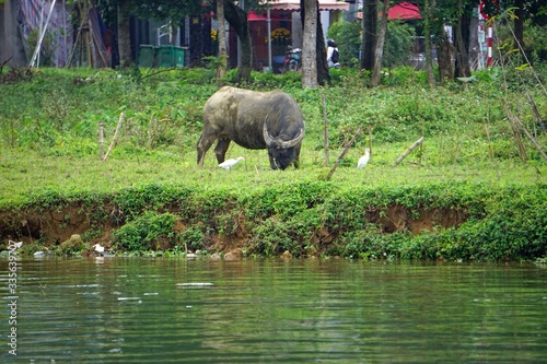 water buffalo at the river bank