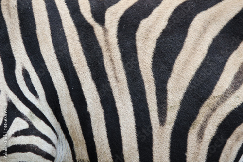 Zebra  Hippotigris  Pattern Texture Close-up