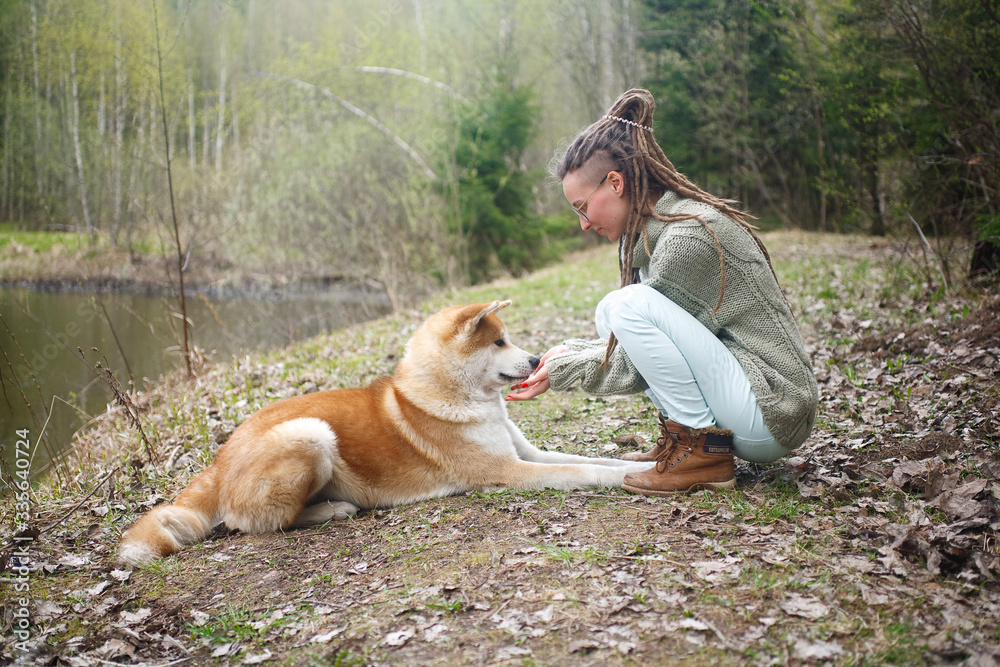 Fototapeta the young girl communicates with a dog of breed an Akita to Ying
