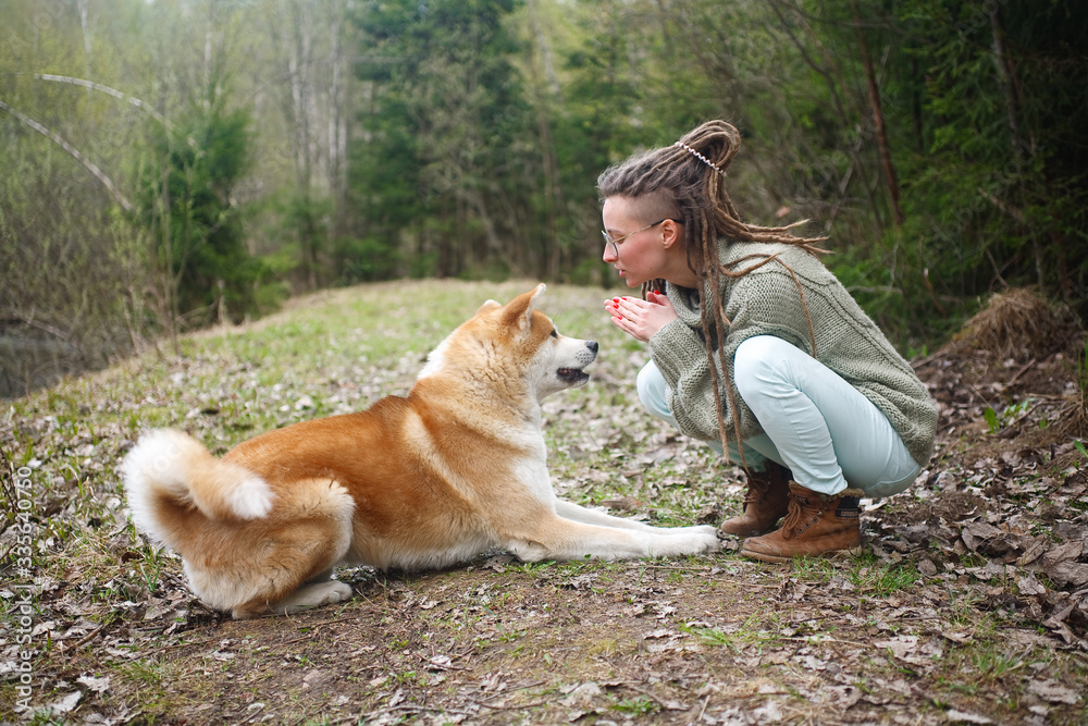 Fototapeta the young girl communicates with a dog of breed an Akita to Ying