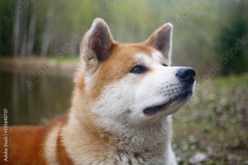 portrait of a dog of breed Akita to Ying © Михаил Степанов