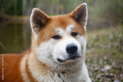 portrait of a dog of breed Akita to Ying