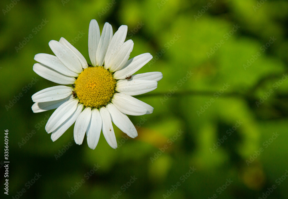 Obraz premium A white daisy flower stands out from a green background in the pacific northwest