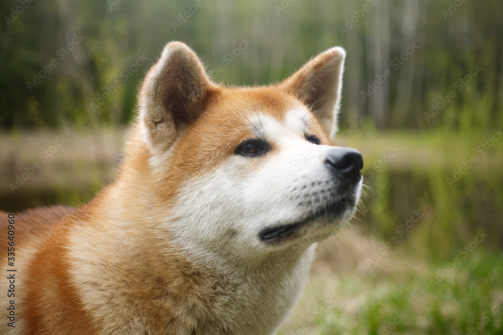 portrait of a dog of breed Akita to Ying portrait of a dog of breed Akita to Ying