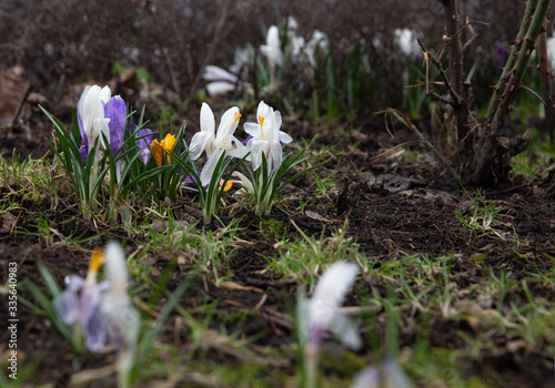 First flowers in ground in Moscow in Russia early in springtime