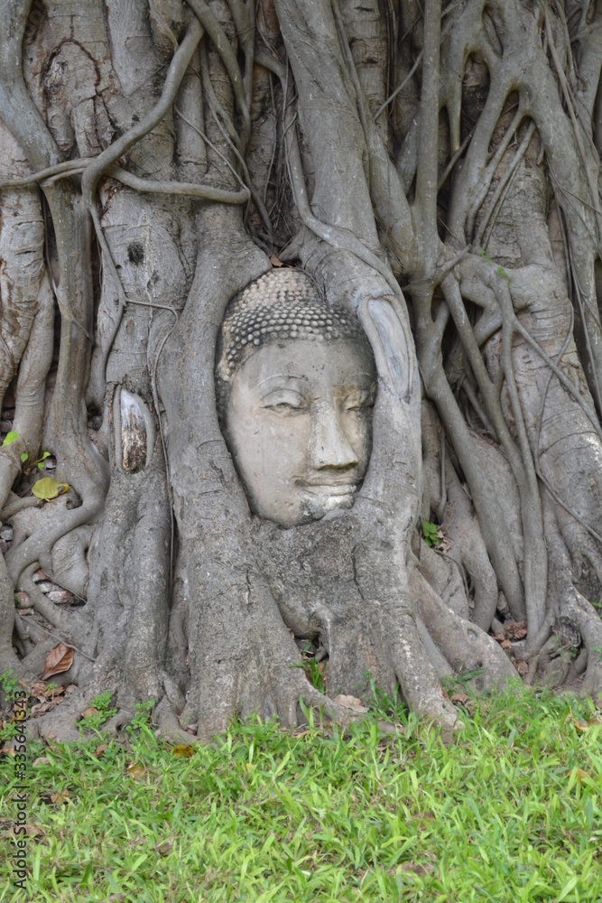 buddha head in tree