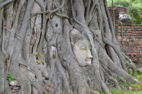 buddha head in tree