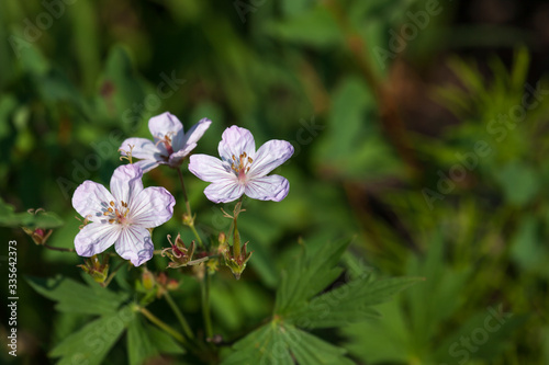 White and Purple Wildflower Blooms