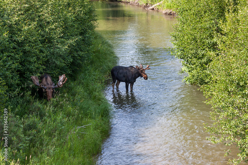 Moose by a River in Grand Teton National Park