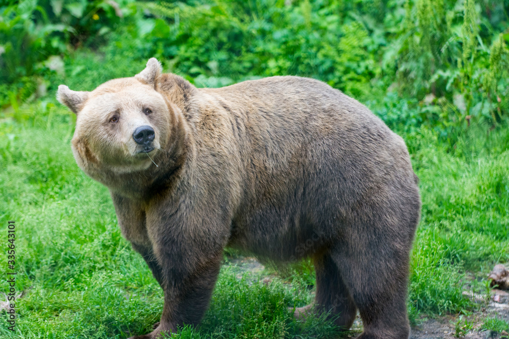Fototapeta premium brown bear in the forest