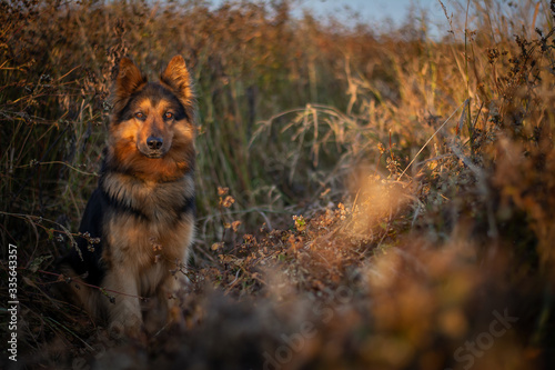 Bohemian Shepherd Portrait in Nature photo