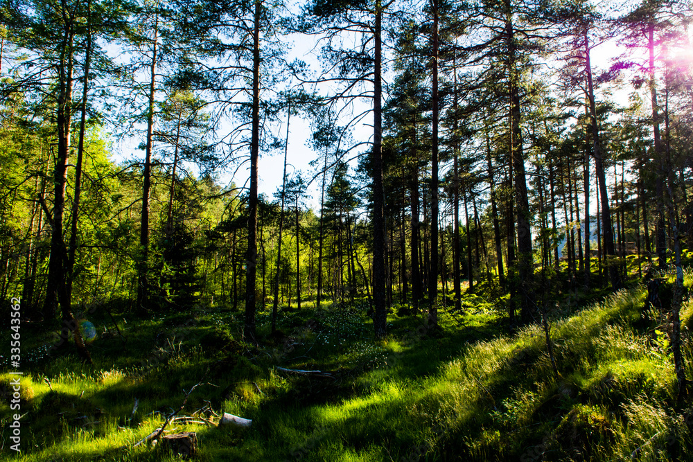 Naklejka premium sun rays in the forest
