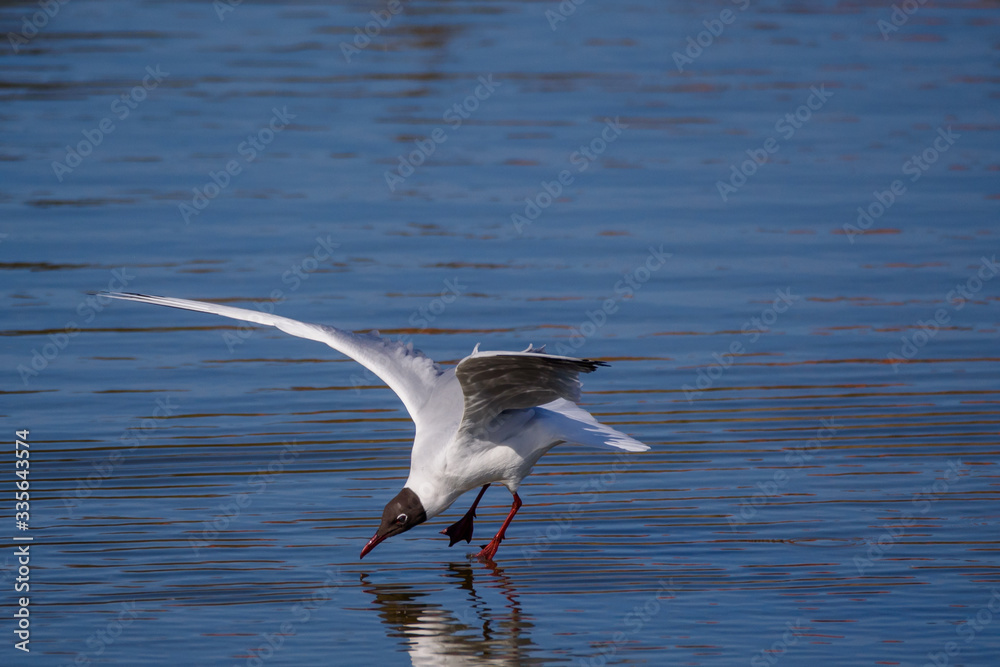 Black-headed gull bird, Chroicocephalus ridibundus. Black-headed gull bird, Chroicocephalus ridibundus.