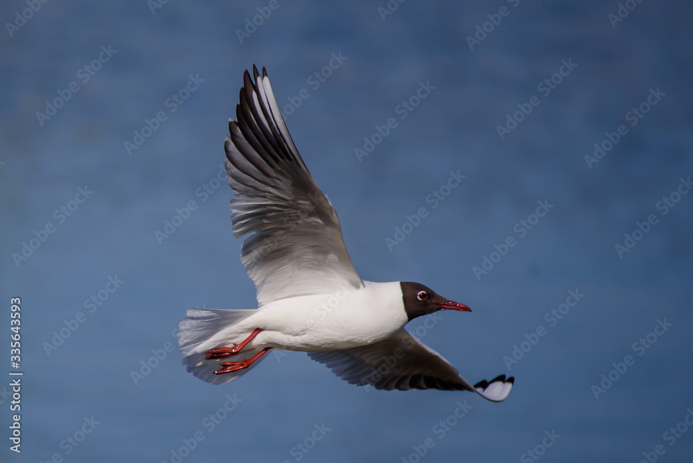 Black-headed gull bird, Chroicocephalus ridibundus. Black-headed gull bird, Chroicocephalus ridibundus.