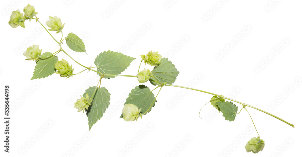 Fototapeta Spring hop cones and twig isolated on white background. Raw materials for beer