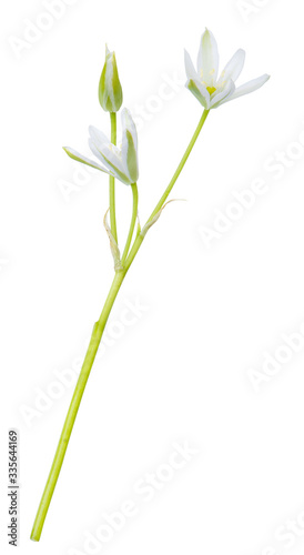 White wild flowers isolated on white background.  Ornithogalum flower