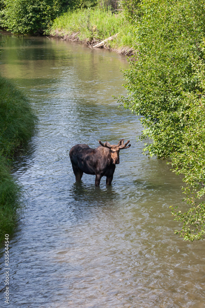 Moose Standing in a River at Grand Teton National Park Moose Standing in a River at Grand Teton National Park