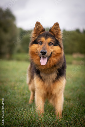 Bohemian Shepherd Portrait in Nature