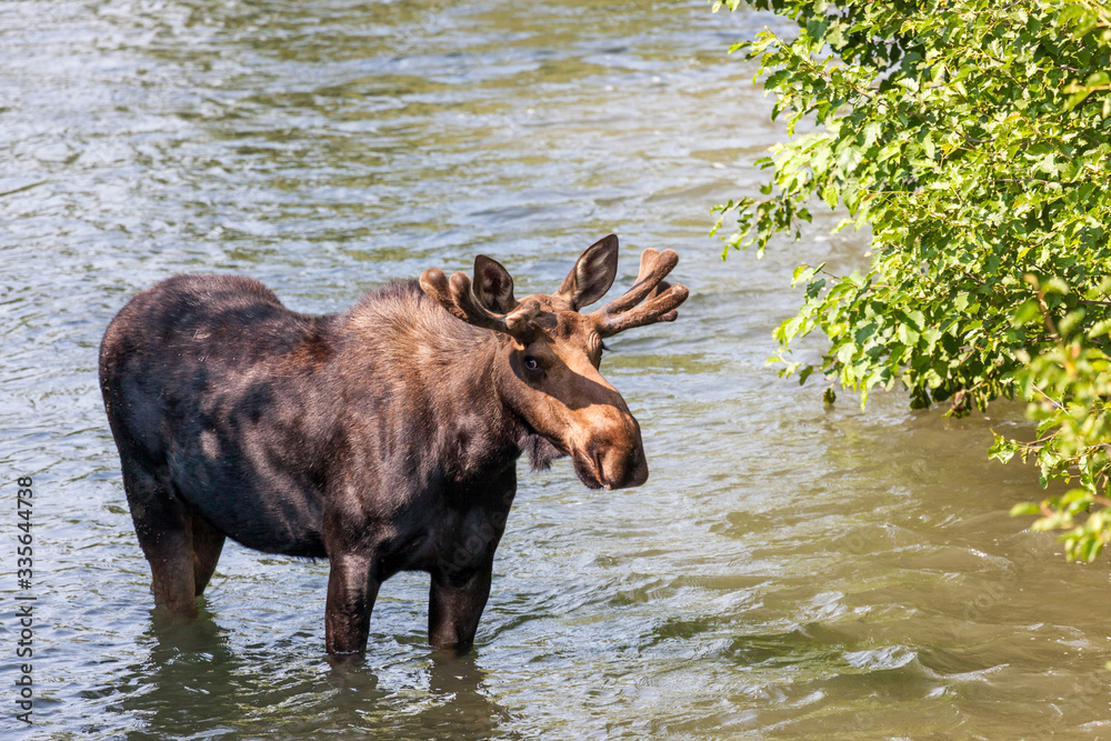 Moose Standing in a River at Grand Teton National Park Moose Standing in a River at Grand Teton National Park