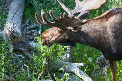 Bull Moose with Velvet on Growing Antlers