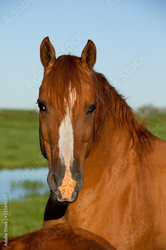 Quarter Horse Portrait 