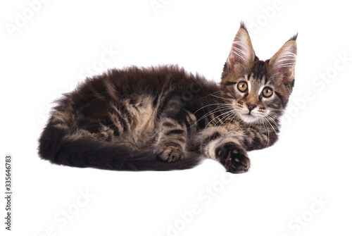 Main coon kitten on white background 