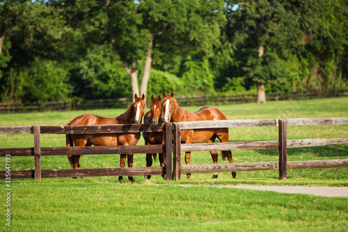 Three Young Horses