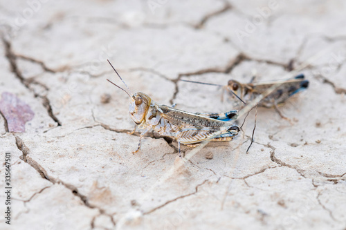 Big-headed Grasshopper (Aulocara elliotti) Perched on Dry Cracked Dirt on the Ground in Eastern Colorado
