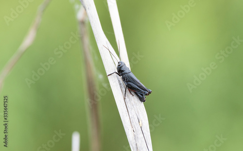 Ebony Grasshopper (Boopedon nubium) Perched on a Dry Stalk in Eastern Colorado photo