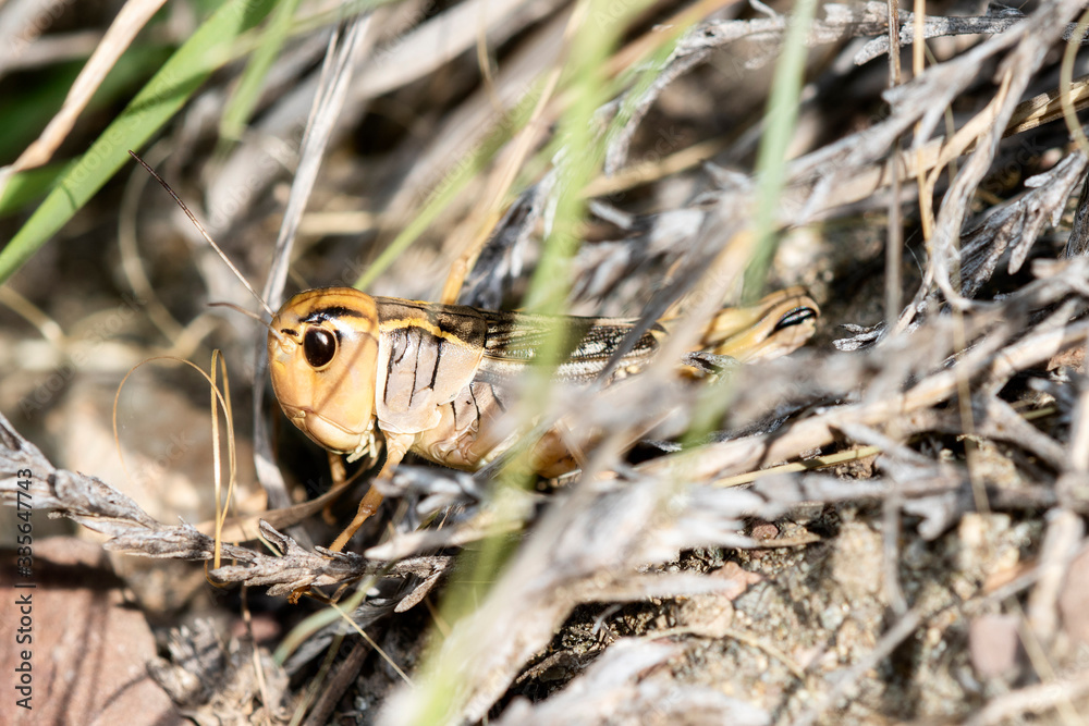Female Ebony Grasshopper (Boopedon nubium) Perched on the Ground in Grass in Eastern Colorado Female Ebony Grasshopper (Boopedon nubium) Perched on the Ground in Grass in Eastern Colorado