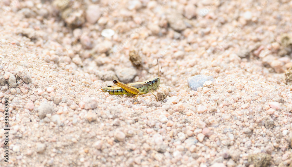 Marsh Meadow Grasshopper (Pseudochorthippus curtipennis) Perched on Gravel and Dirt in the Mountains of Northern Colorado Marsh Meadow Grasshopper (Pseudochorthippus curtipennis) Perched on Gravel and Dirt in the Mountains of Northern Colorado