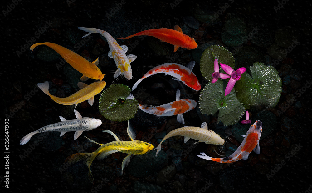 Koi fish pond with lotus flowers Stock Photo | Adobe Stock