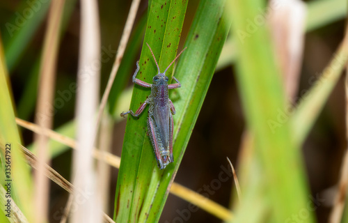 Showy Grasshopper (Hesperotettix speciosus) Perched on a Vegetation Stalk in Eastern Colorado